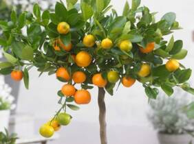 Cupón descuento oferta Planta de cítrico Calamondín limón o Kumquat: Citrus Calamondín / 1