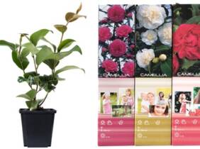 Cupón descuento oferta Camelias japonesas: Una de cada / 3