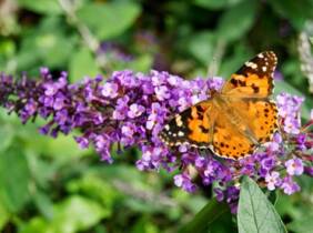 Cupón descuento oferta Arbustos de las mariposas (Buddleja): 3