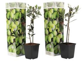 Cupón descuento oferta Conjunto de 2 olivos Olea Europaea