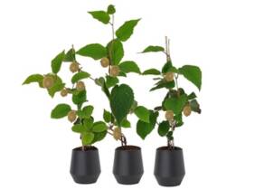 Cupón descuento oferta Set de plantas de kiwis Actinidia deliciosa Jenny XXL de OH2: 6 plantas