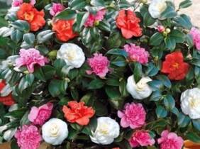 Cupón descuento oferta Camellia japonica: 6