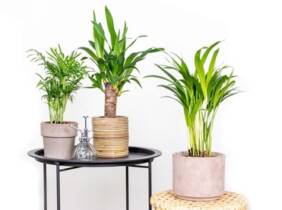 Cupón descuento oferta Conjunto de 3 plantas tropicales para interior