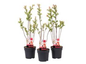 Cupón descuento oferta Plantas Salixbush flamingo: 3