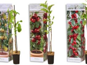 Cupón descuento oferta Lote de 3 árboles frutales de 30-35 cm