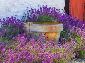 Cupón descuento oferta Set de 6 plantas de lavanda : 1