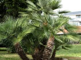 Cupón descuento oferta Chamaerops Palmera Enana: 1