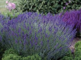 Cupón descuento oferta Flores de lavanda: 6 plantas