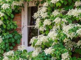 Cupón descuento oferta Plantas hortensias trepadoras: 4