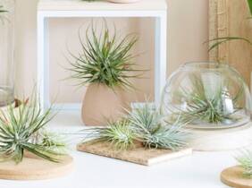 Cupón descuento oferta Mezcla de plantas de aire Tillandsia: 6