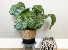 Cupón descuento oferta Planta de interior Calathea Orbifolia: 1