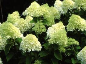 Cupón descuento oferta Planta de Hortensia Paniculata Phantom: 6