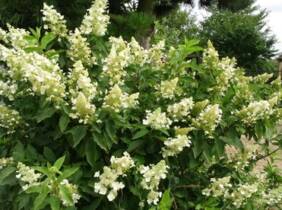 Cupón descuento oferta Planta de Hortensia Paniculata Kyushu: 6