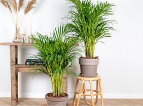 Cupón descuento oferta 1 o 2 plantas Dypsis Lutescens: 2