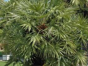 Cupón descuento oferta Palmera enana europea: 2 / 75 cm