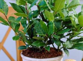 Cupón descuento oferta Plantas de Laurus Nobilis: 2