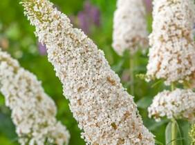 Cupón descuento oferta Lote de 3 plantas de Buddleja davidii White profusion de 30-38 cm