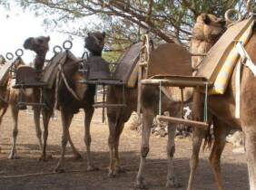 Paseo a camello para 2 o 3 personas en Camel Park