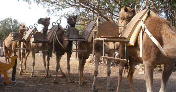 Paseo a camello para 2 o 3 personas en Camel Park