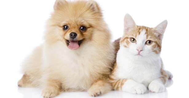 Esterilización de gatos y perro