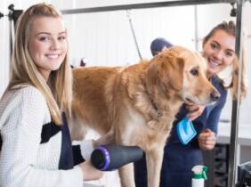 Sesión de peluquería canina completa en Magazine Dog Estilistas