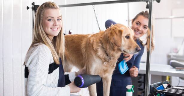 Sesión de peluquería canina completa en Magazine Dog Estilistas