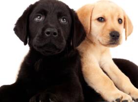 Vacuna polivalente canina o felina en Mendebaldea Dogos
