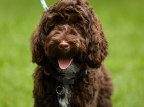 Curso online de peluquería canina