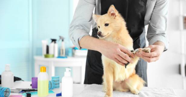 Sesión de baño y cuidados para perros