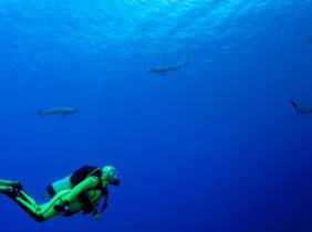 Bautismo de buceo en el mar