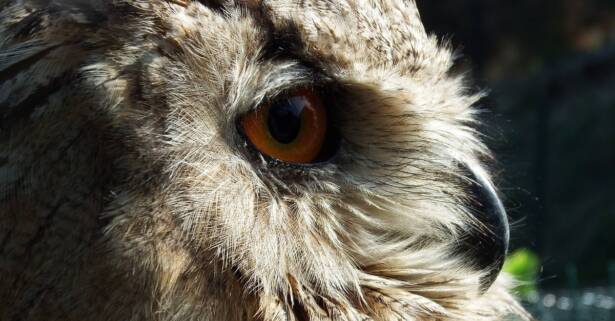 ¿Te apuntas a una aventura salvaje? ¡Explora el Zoológico El Bosque!