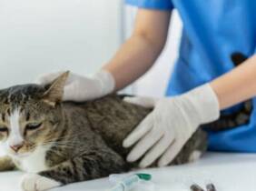 Esterilización de gato o de gata en Centro Veterinario Vistabella