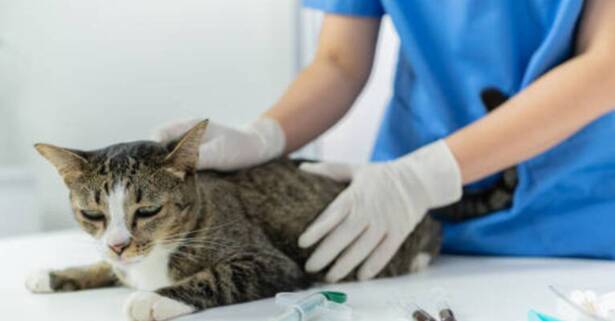 Esterilización de gato o de gata en Centro Veterinario Vistabella