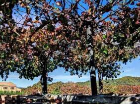 Cata de vinos y paseo por el viñedo de Can Roda Bodega