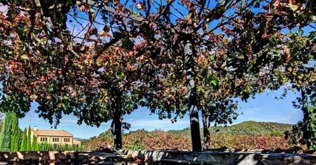 Cata de vinos y paseo por el viñedo de Can Roda Bodega