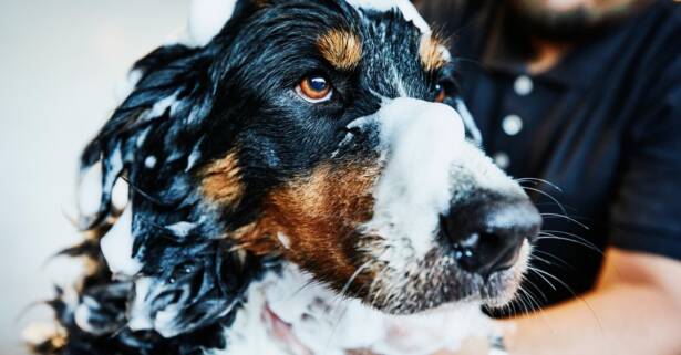 Hasta 60% de dto. en Mascotas - Aseo/Salón en VicLuca Peluqueria Canina Barcelona