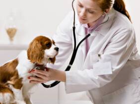 e-Curso de laboratorio veterinario