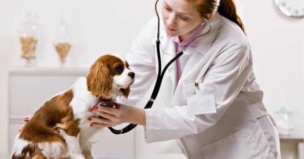 e-Curso de laboratorio veterinario