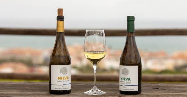 Visita a la bodega y cata para 1-4 personas de Manilva en Bodega Nilva