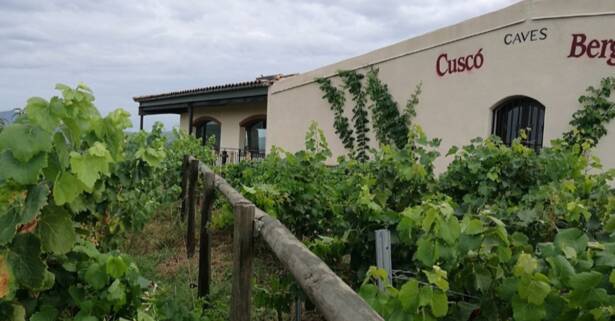 Visita a bodega con cata de 3 vinos