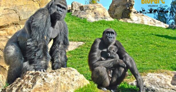 Entrada de 1 día para la aventura salvaje en Bioparc Valencia