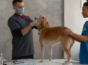 Servicio de veterinario a domicilio con revisión