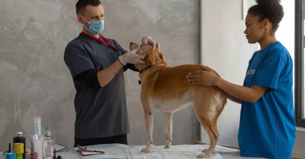 Servicio de veterinario a domicilio con revisión