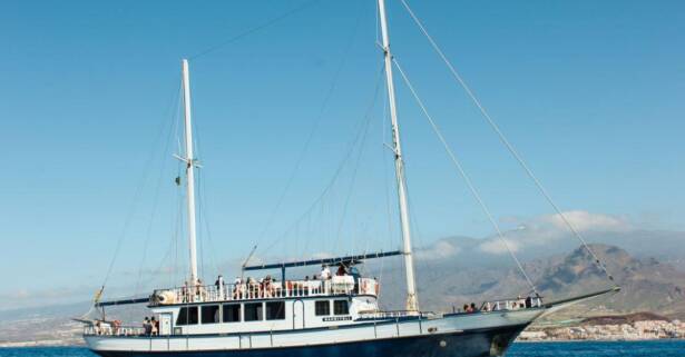 ¡Descubre la emoción del avistamiento de ballenas y delfines!