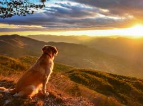 Adiestramiento canino