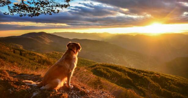 Adiestramiento canino