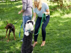 Adiestramiento de base y educación canina