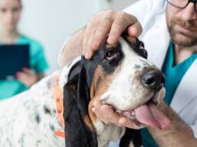 Revisión y vacunación para perro o gato en Centre Veterinari Terrassa