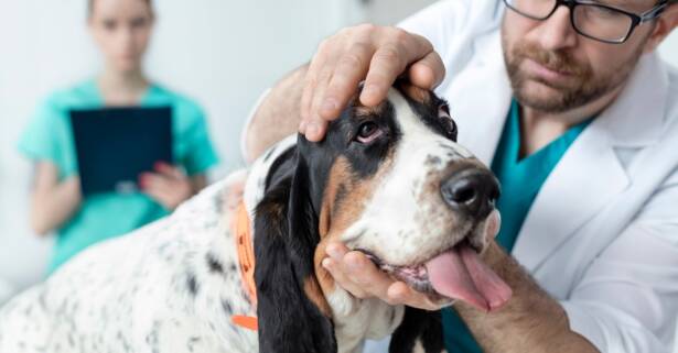 Revisión y vacunación para perro o gato en Centre Veterinari Terrassa