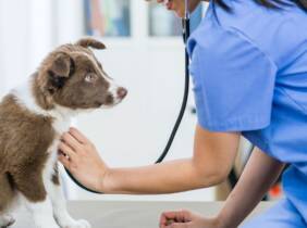 e-Curso: técnico veterinario